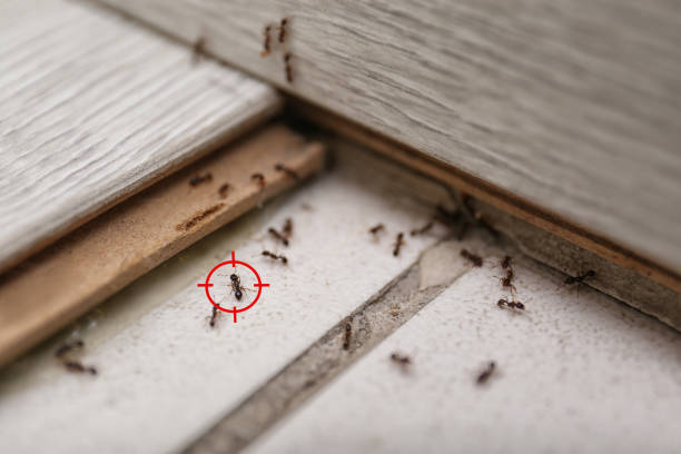 Professional Pest Control in Janesville, IA